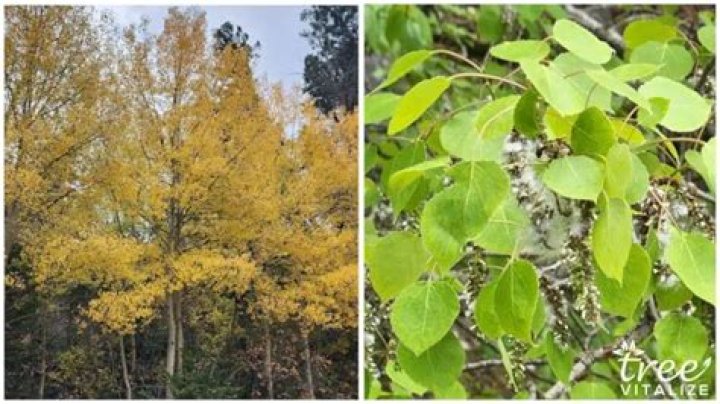 Is an aspen tree a cottonwood?