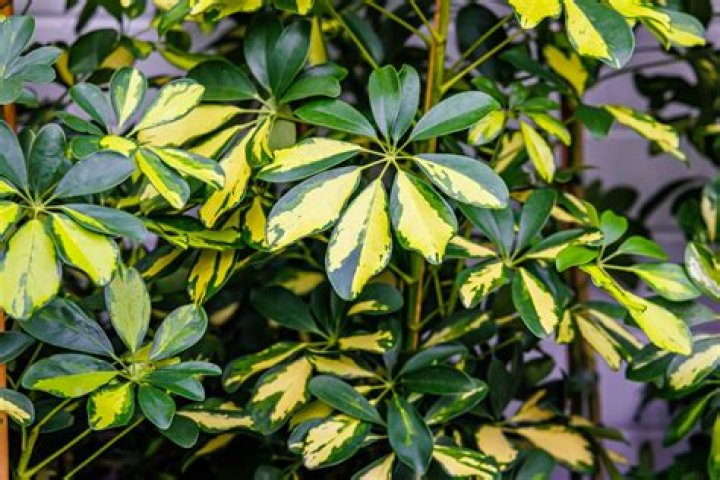 Is Arboricola the same as schefflera?