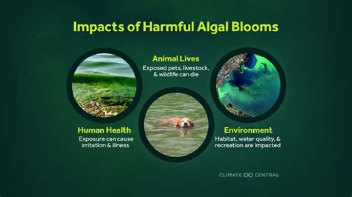 Is artificial grass harmful to animals?