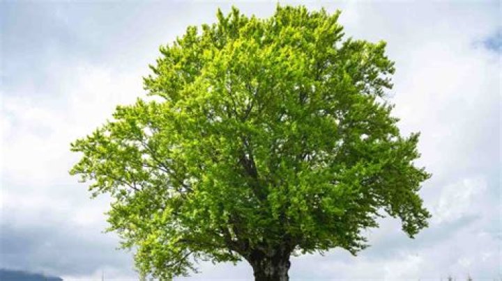 Is Beech Tree invasive?