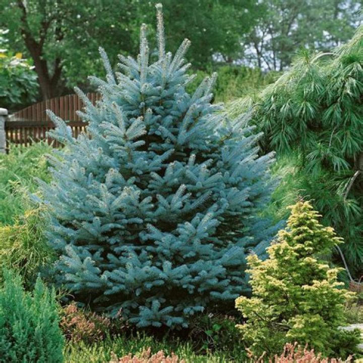 Is Blue Spruce good for privacy?