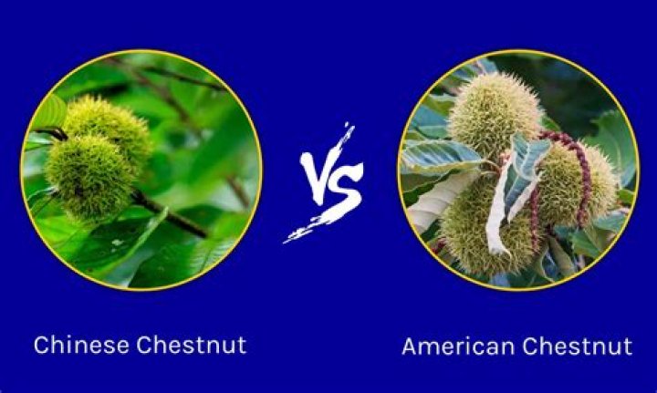 Is Chinese chestnut invasive?