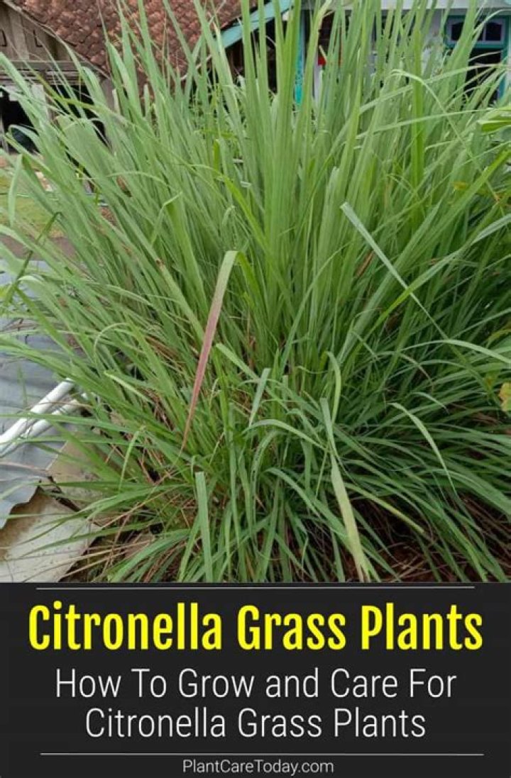 Is citronella oil safe for grass?