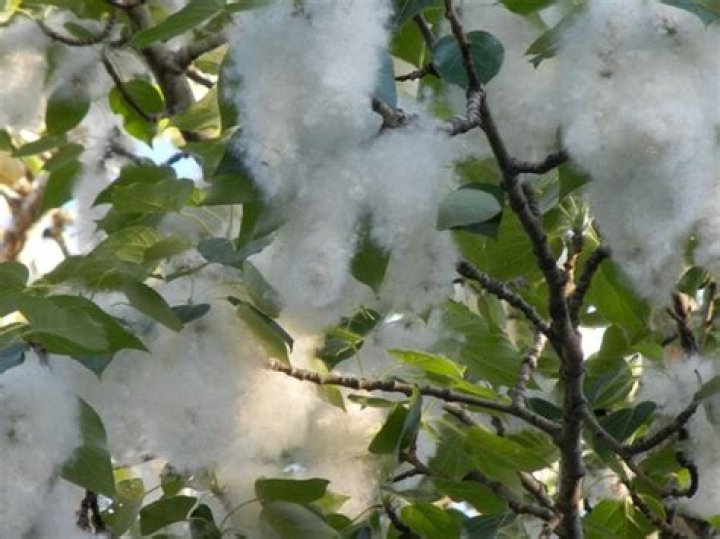 Is cottonwood actually cotton?