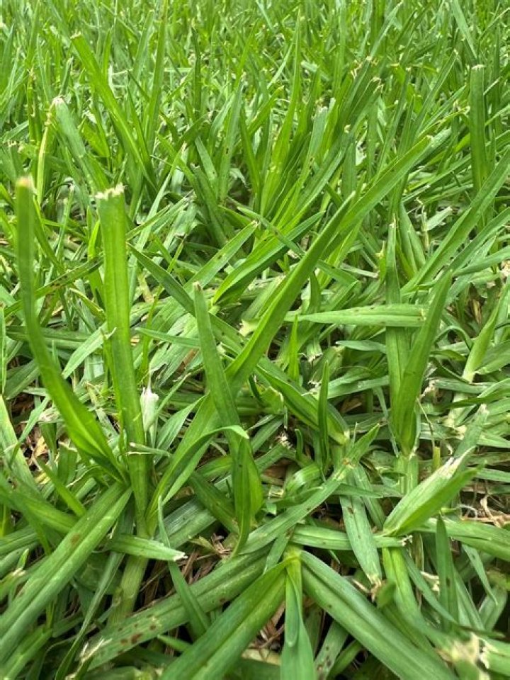 Is couch grass good for lawns?