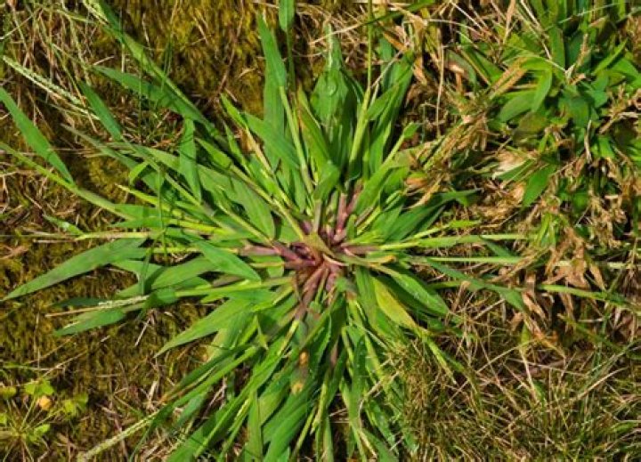 Is crabgrass a problem?