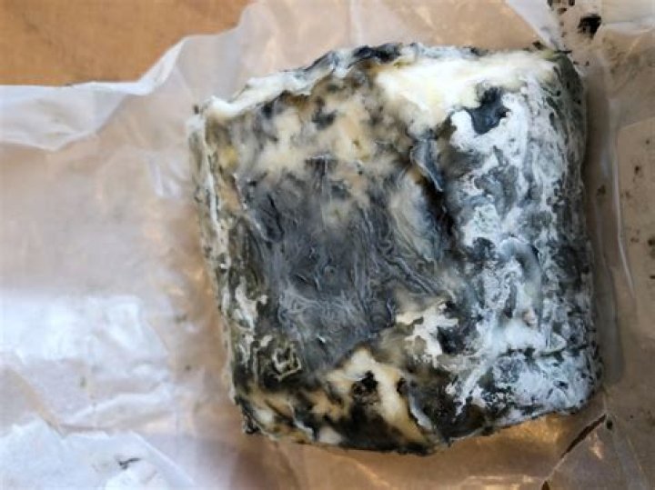 Is Fuzzy cheese bad?