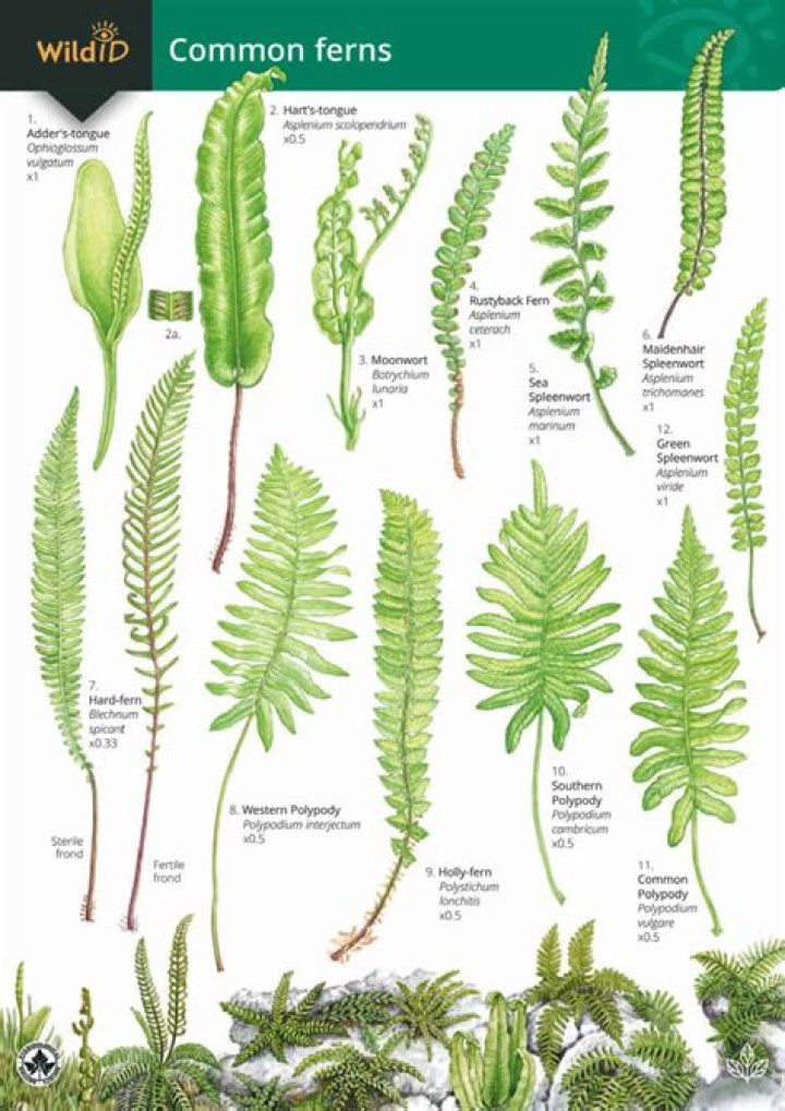 Is grass a type of fern?