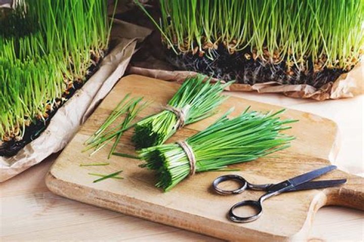 Is growing wheatgrass profitable?