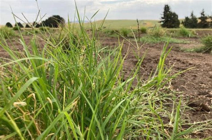 Is hybrid Bermuda grass invasive?