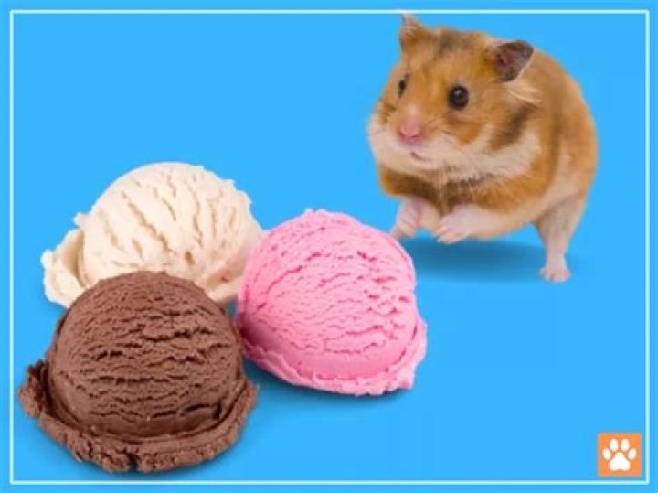 Is ice cream OK for hamsters?