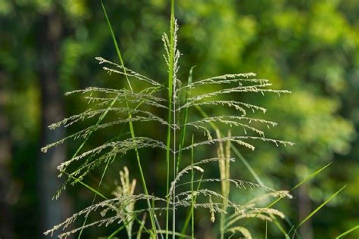 Is Indian grass edible?