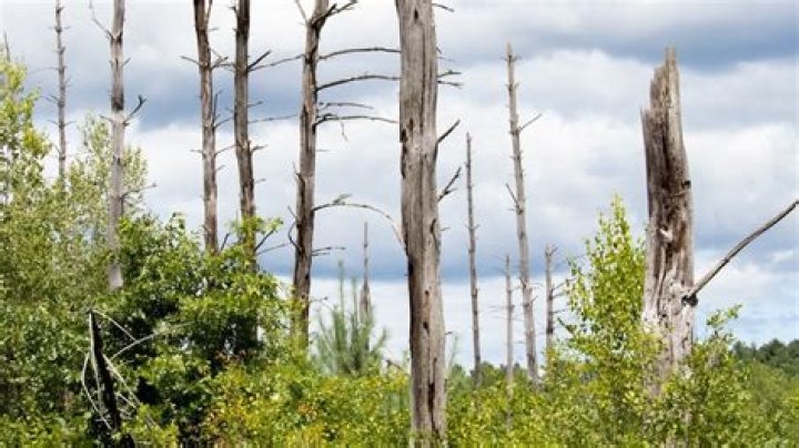Is it bad to have a dead tree in your yard?