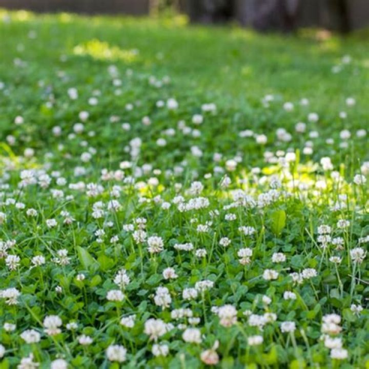 Is it bad to have clover in a lawn?
