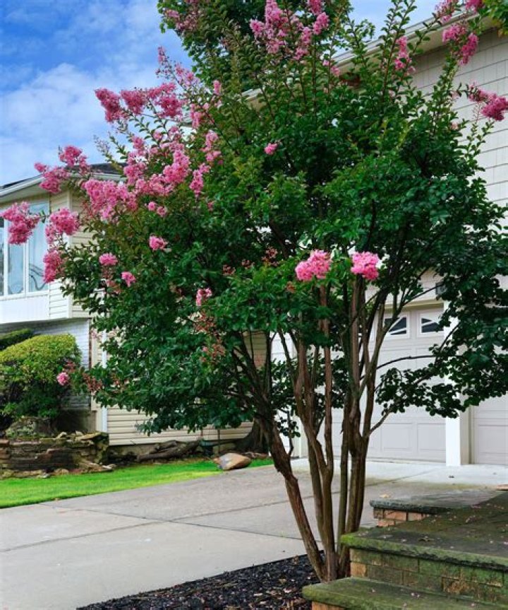 Is it bad to plant trees close together?