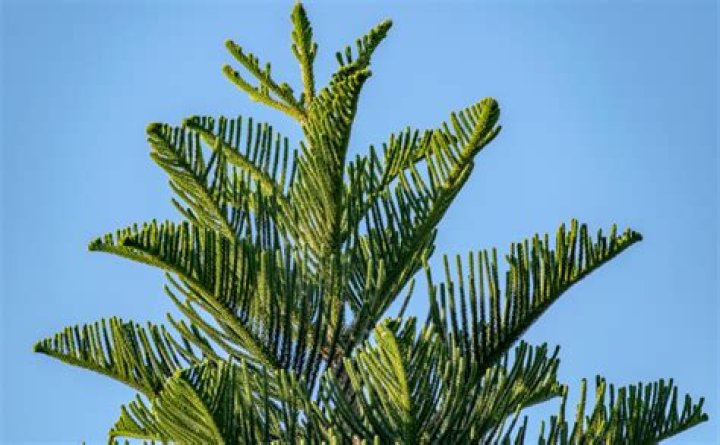 Is it bad to trim pine trees?