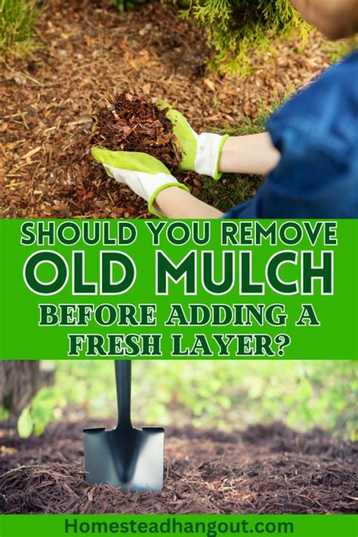Is it better to remove old mulch before adding new?