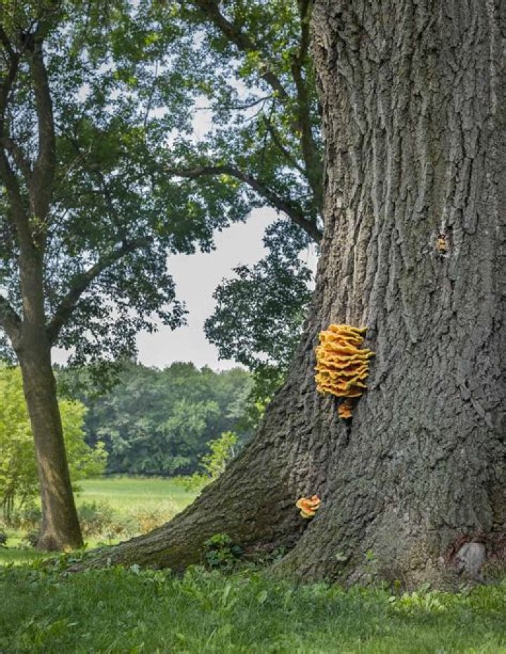 Is it dangerous to leave a dead tree?