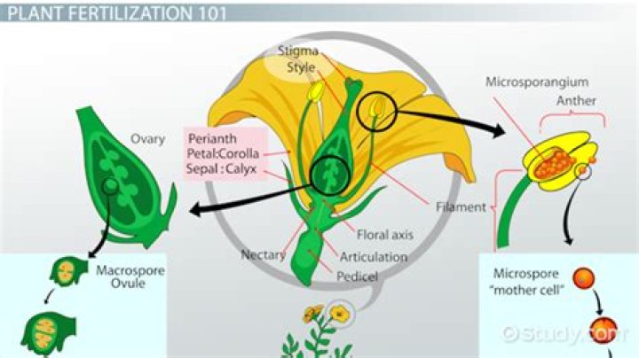 Is it fertilize or Fertilise?