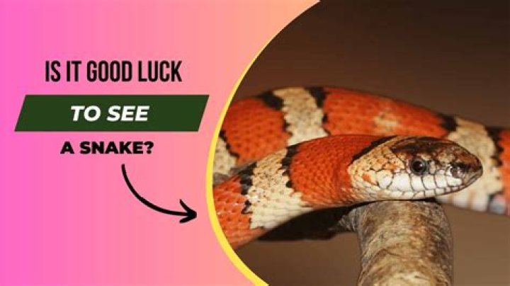 Is it good omen to see a snake?