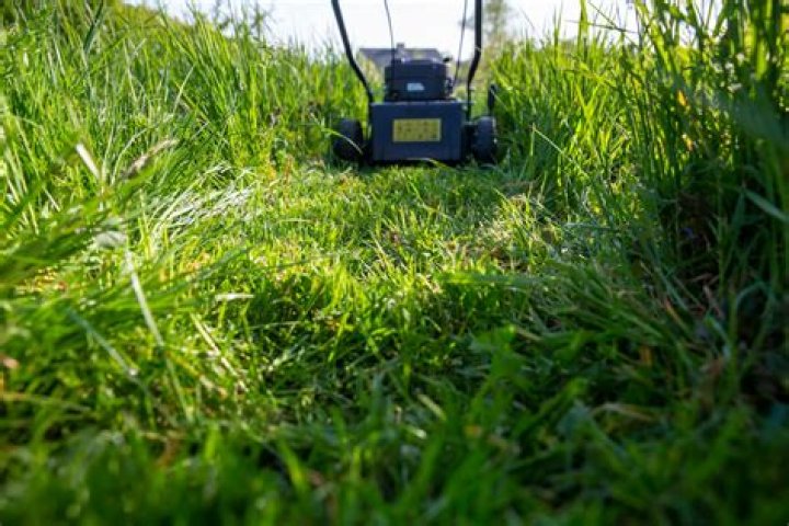 Is it good to put lawn clippings on lawn?