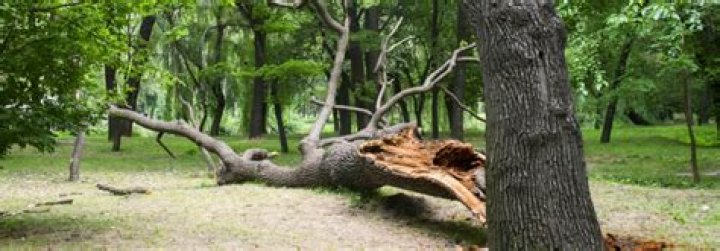 Is it good to remove dead trees?