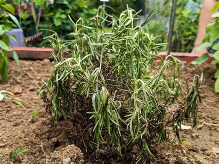 Is it normal for a tree to wilt after transplanting?