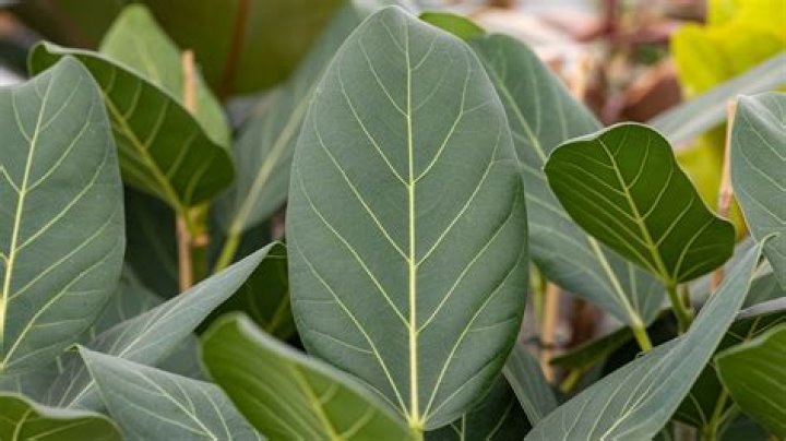 Is it normal for ficus Audrey to drop leaves?
