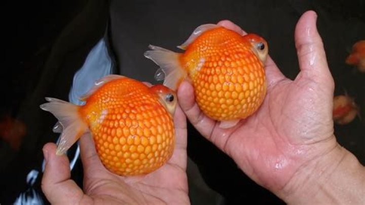 Is it normal for goldfish to blow bubbles?