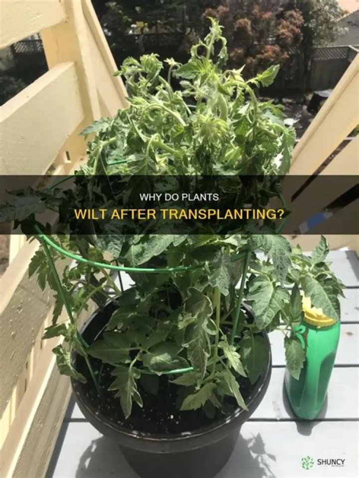Is it normal for leaves to wilt after transplanting?