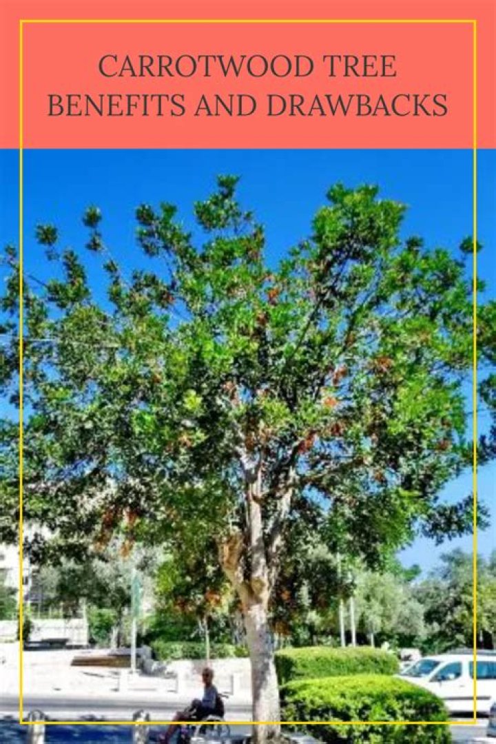 Is it OK to cut down a carrotwood tree?