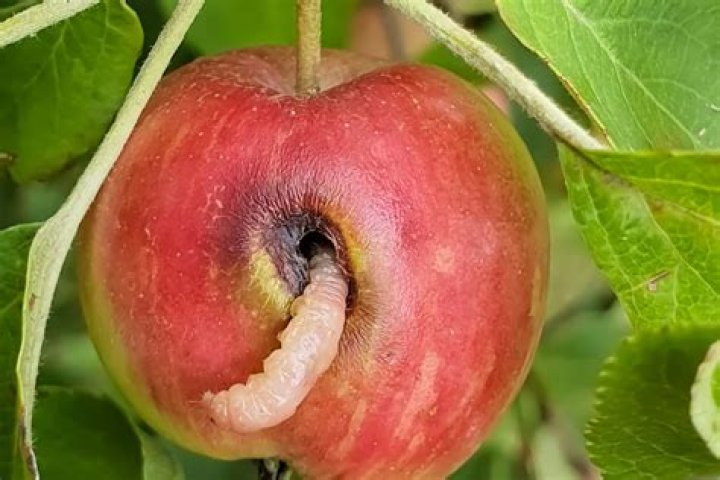 Is it OK to eat apples with worm holes?