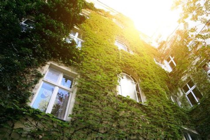 Is it OK to let vines grow on your house?