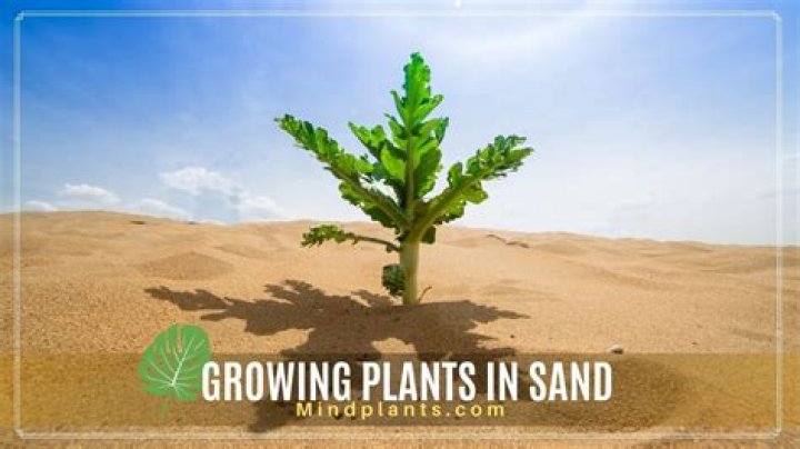 Is it possible for grass to grow in sand?