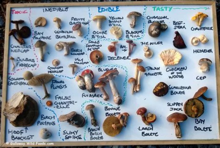 Is it possible to identify a mushroom from a picture?
