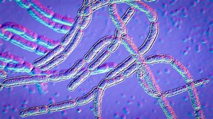 Is it possible to use anthrax as a weapon?