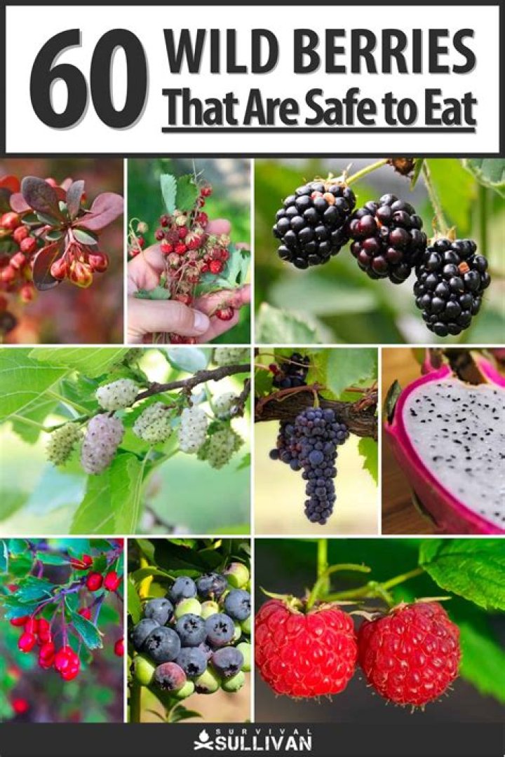 Is it safe to eat berries from bushes?