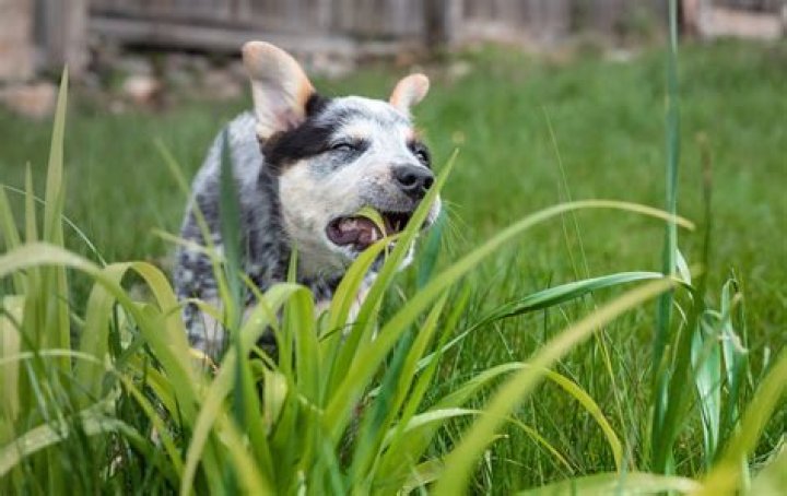 Is it safe to eat grass seed?