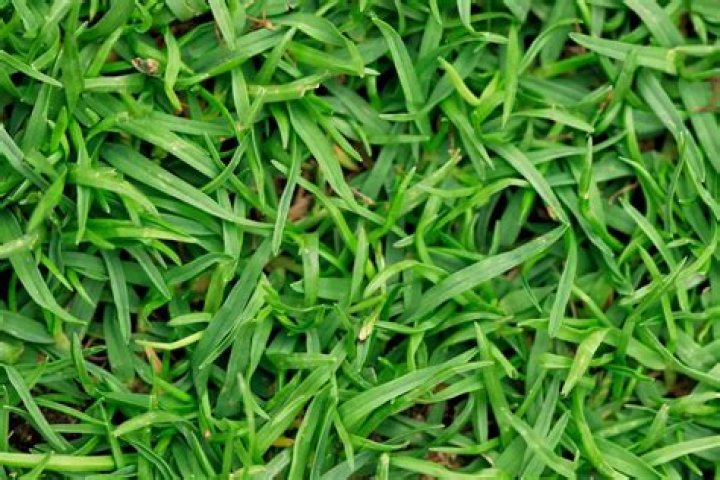 Is it too late to plant grass seed in August?