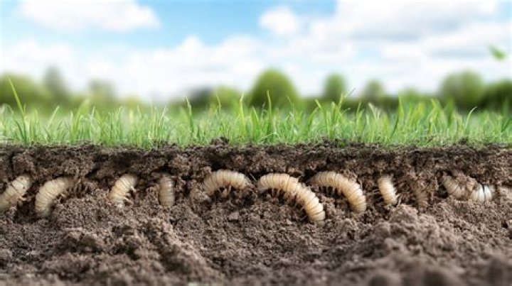 Is it too late to treat for grubs?