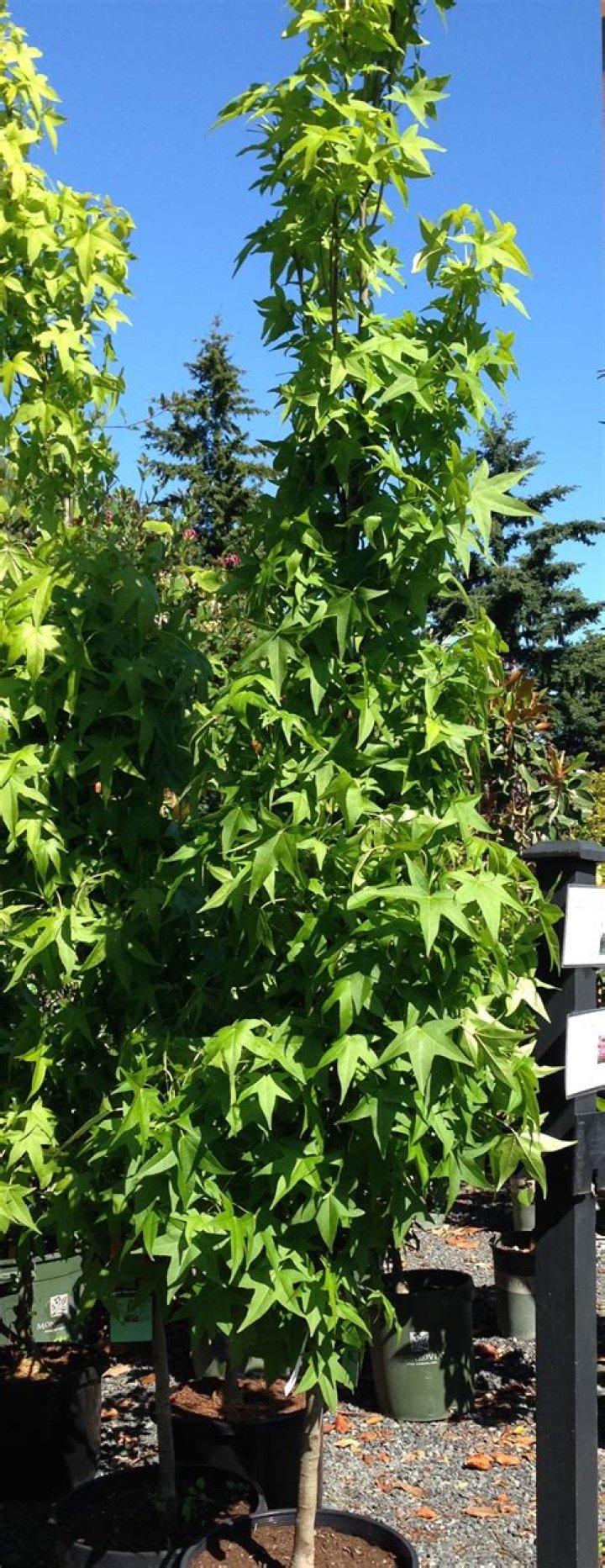 Is Liquidambar fast growing?
