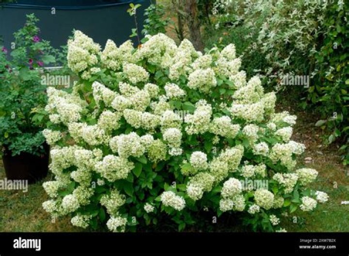 Is little quick fire a panicle hydrangea?