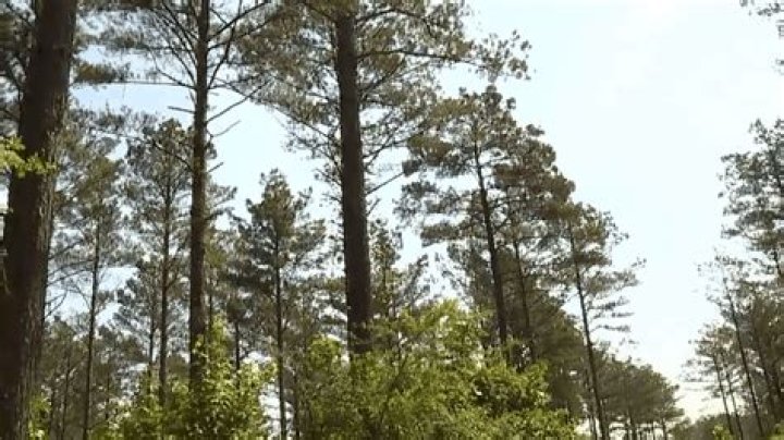 Is loblolly pine toxic?