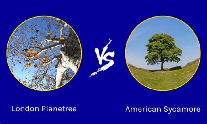 Is London planetree messy?