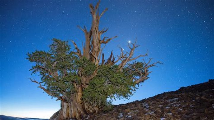 Is Methuselah tree still alive?