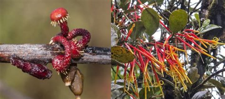 Is mistletoe a parasite or fungus?