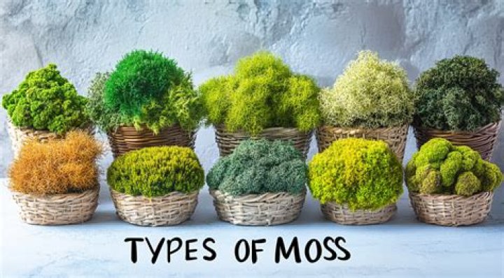 Is moss and grass the same?