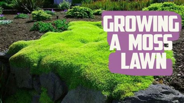 Is moss growing on a tree a bad sign?