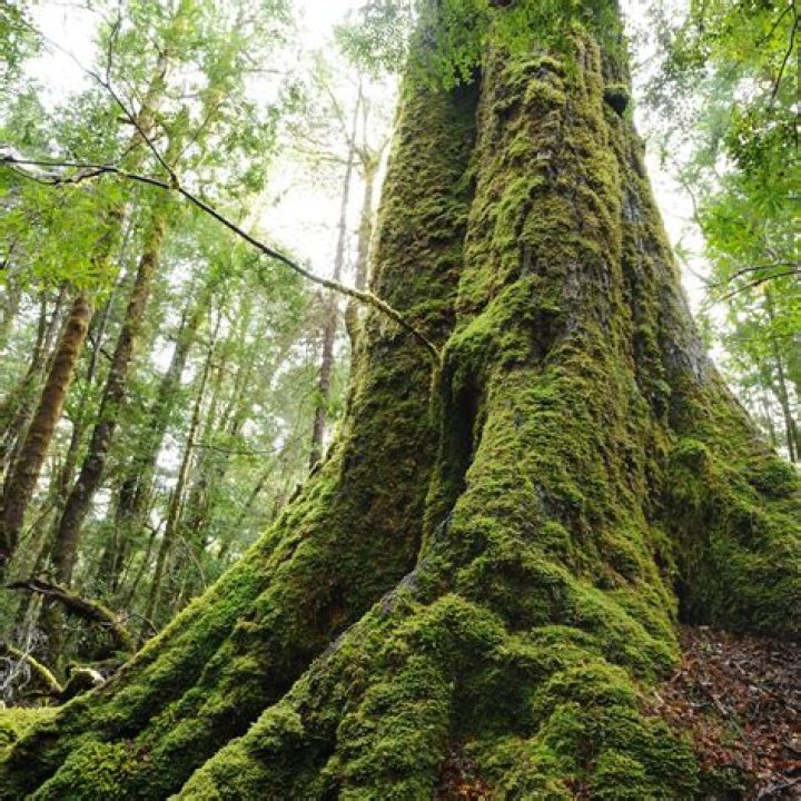 Is moss on tree branches bad?