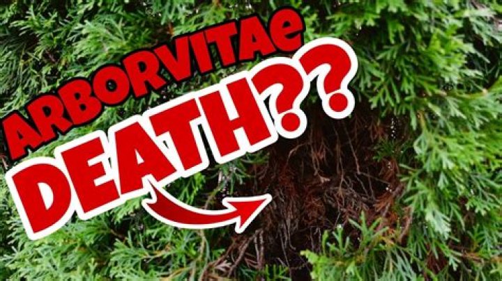 Is my arborvitae tree dead?